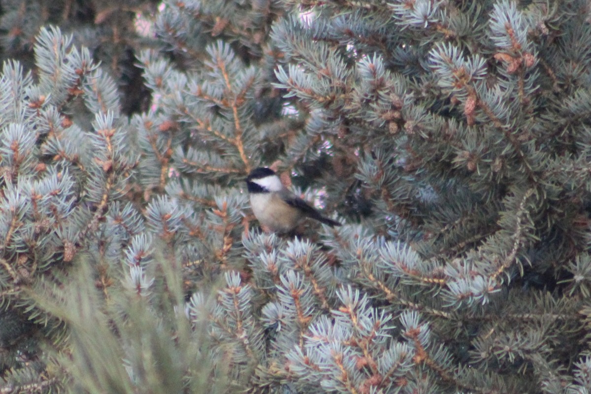 Гаїчка світлокрила - ML646191944