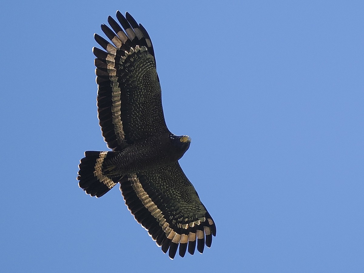 Crested Serpent-Eagle - ML646191946