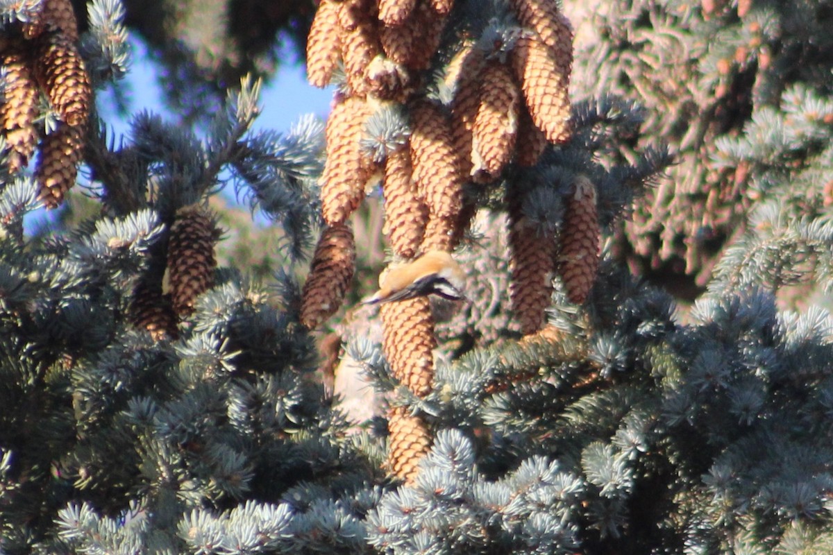 Red-breasted Nuthatch - ML646191947