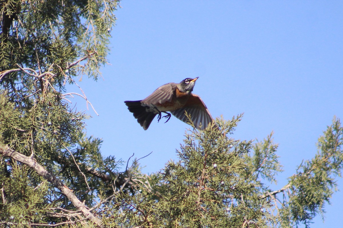American Robin - ML646191950