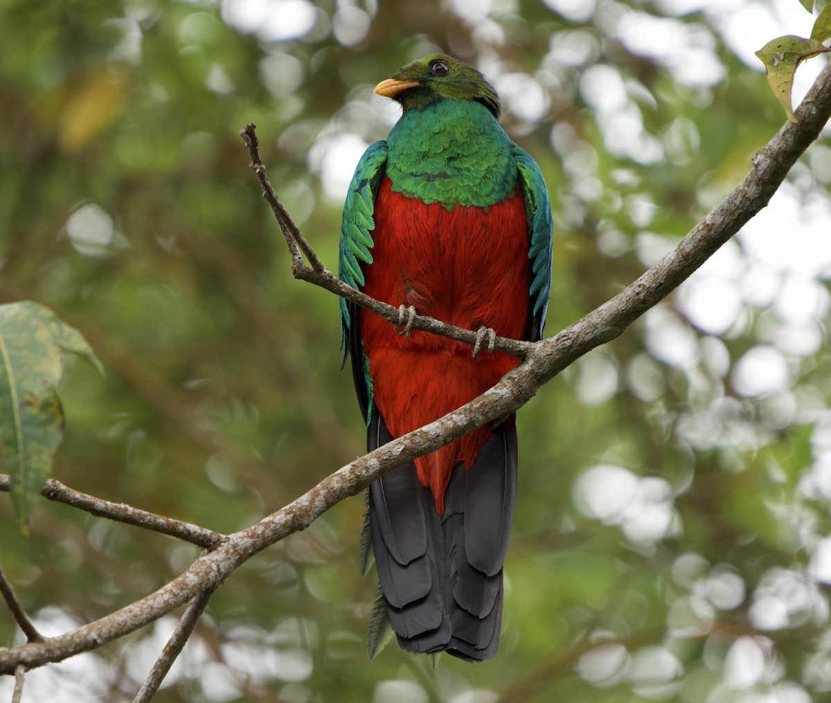 Quetzal Cabecidorado - ML646191952
