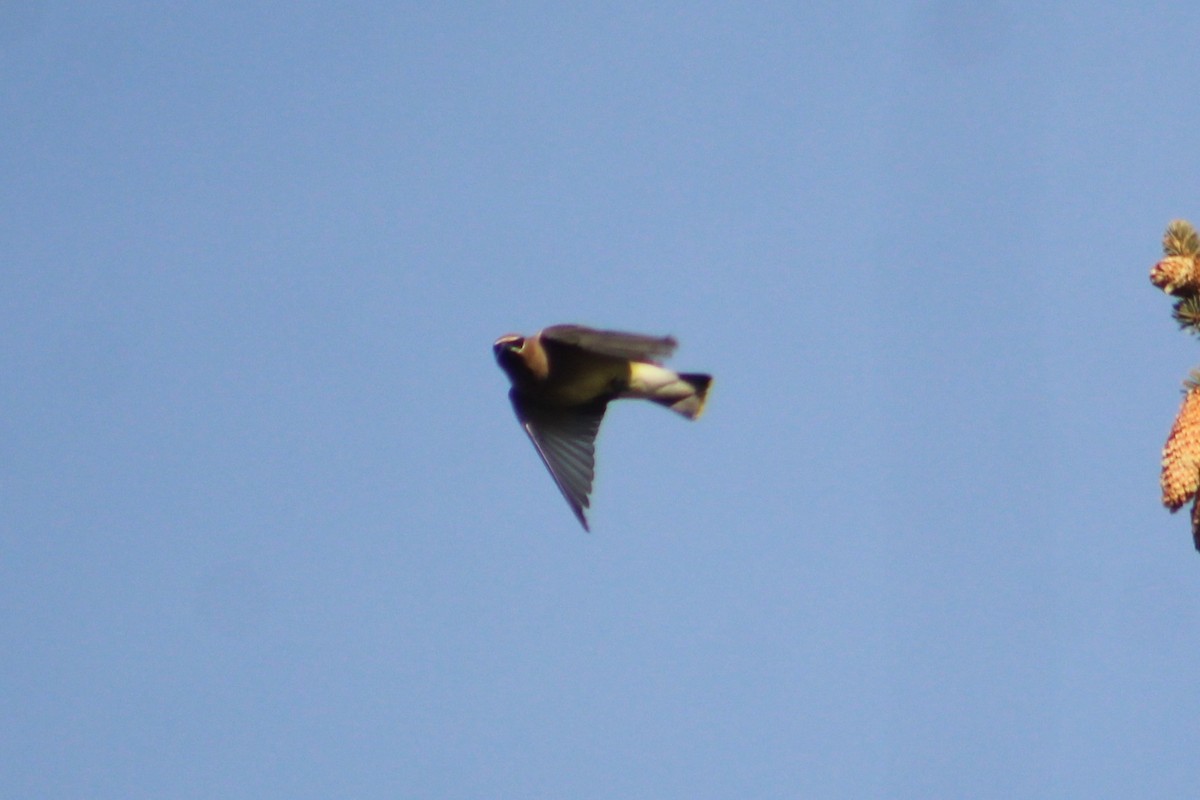 Cedar Waxwing - ML646191955