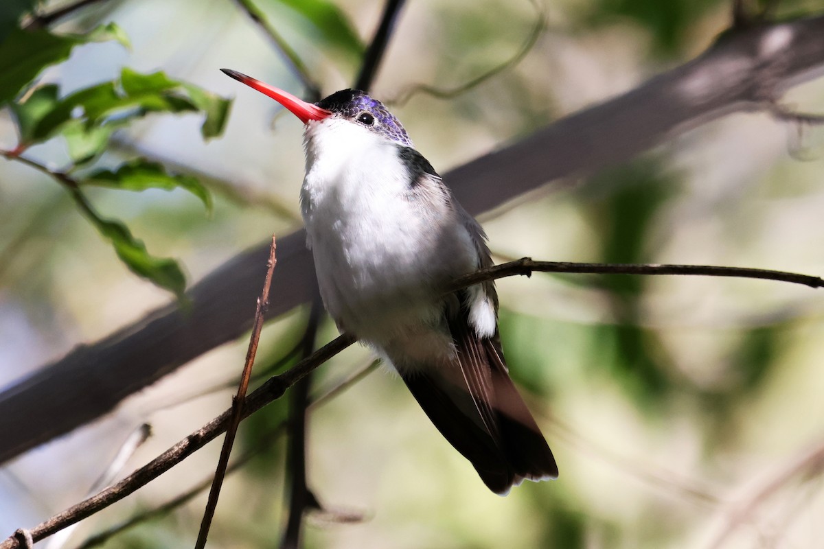Violet-crowned Hummingbird - ML646191956