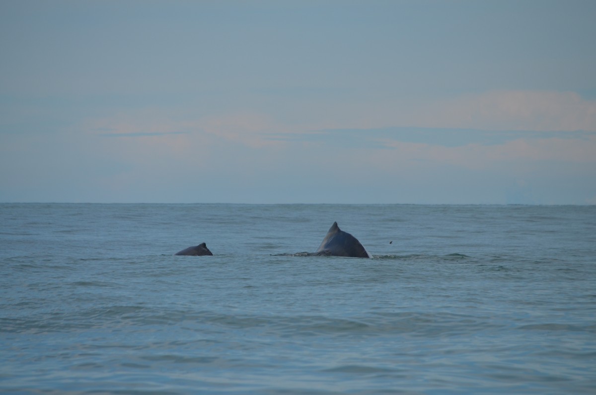 océanite sp. - ML646191957