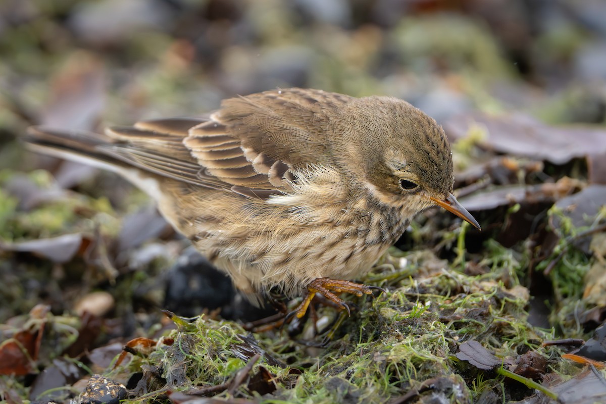 American Pipit - ML646191958