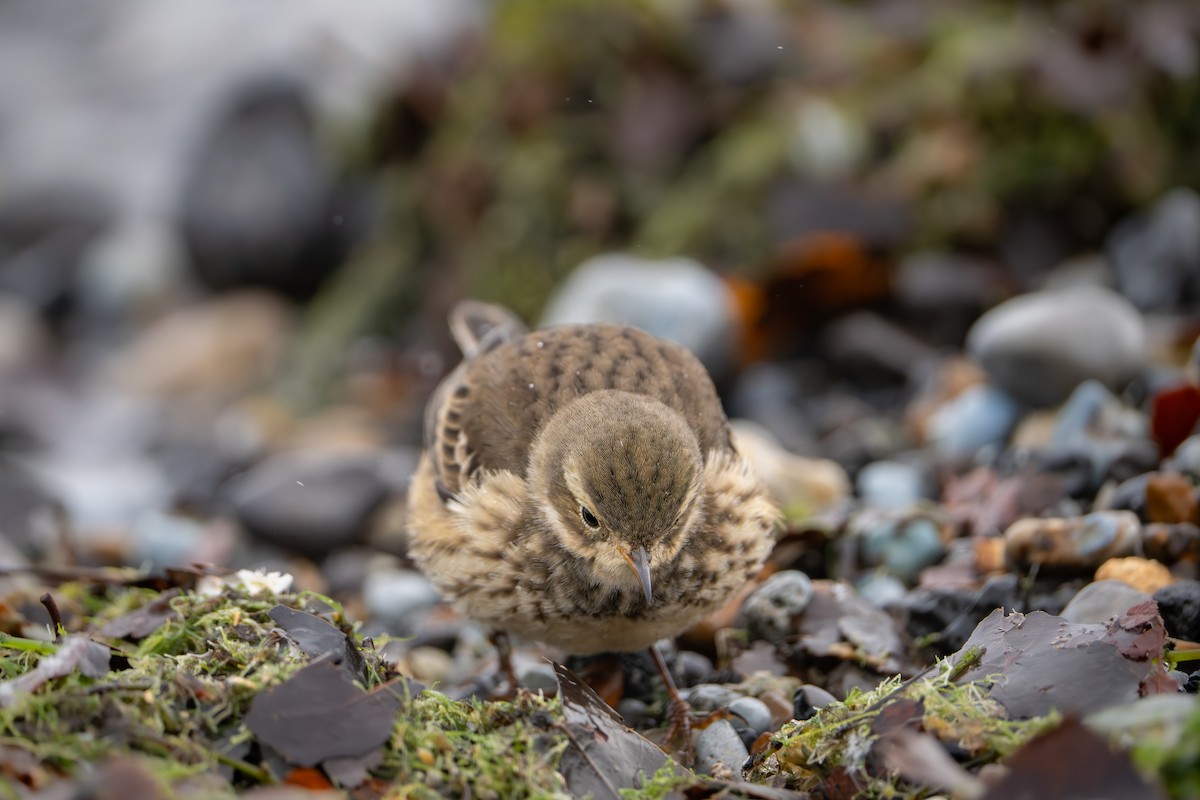 American Pipit - ML646191959