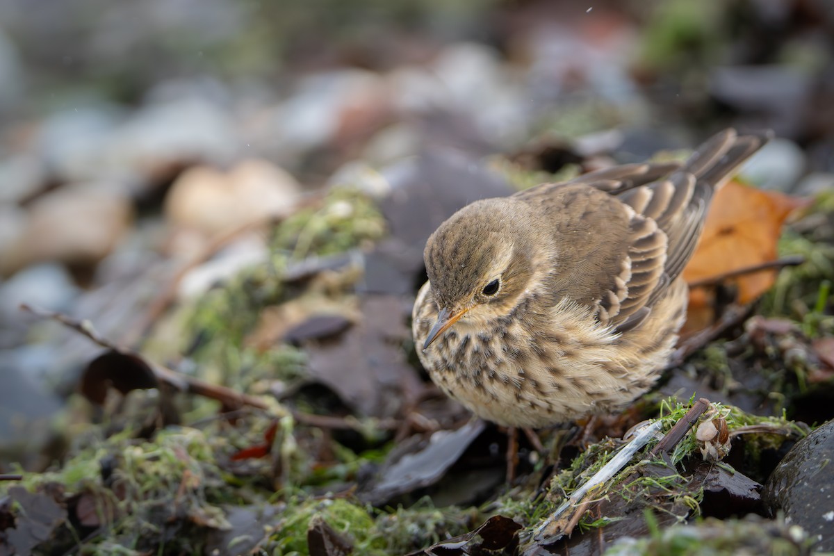 American Pipit - ML646191960