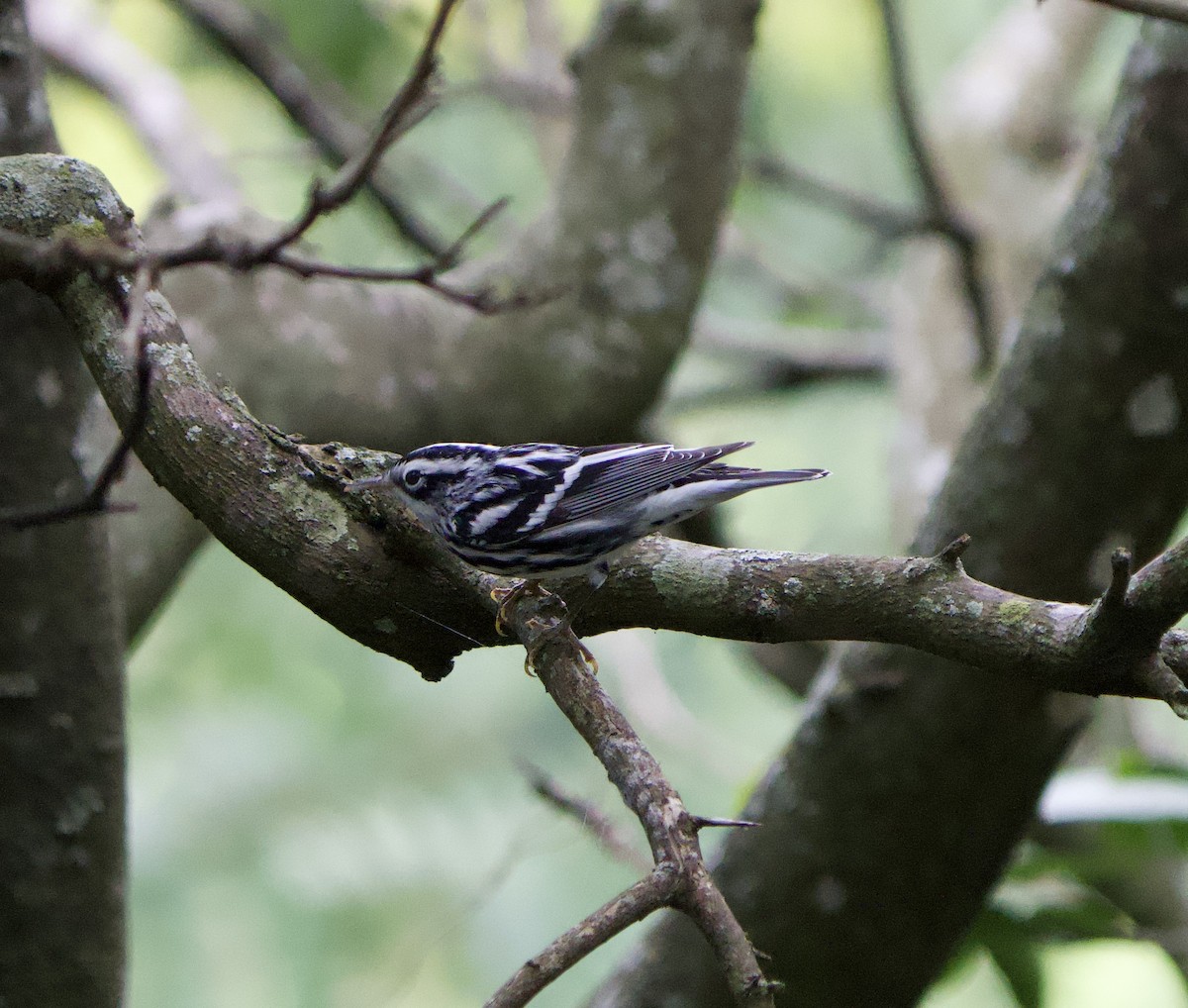 Black-and-white Warbler - ML646191964