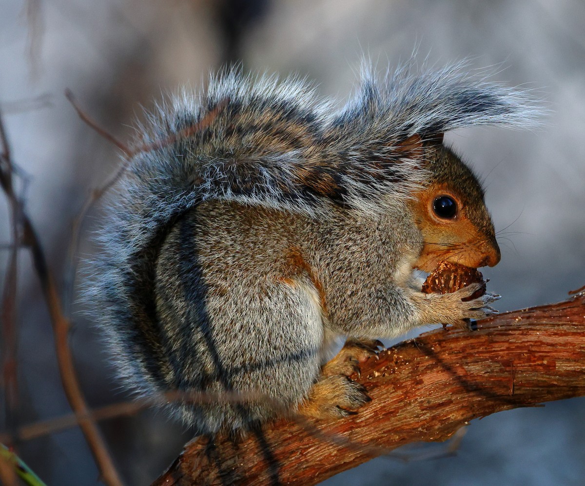トウブハイイロリス - ML646191973