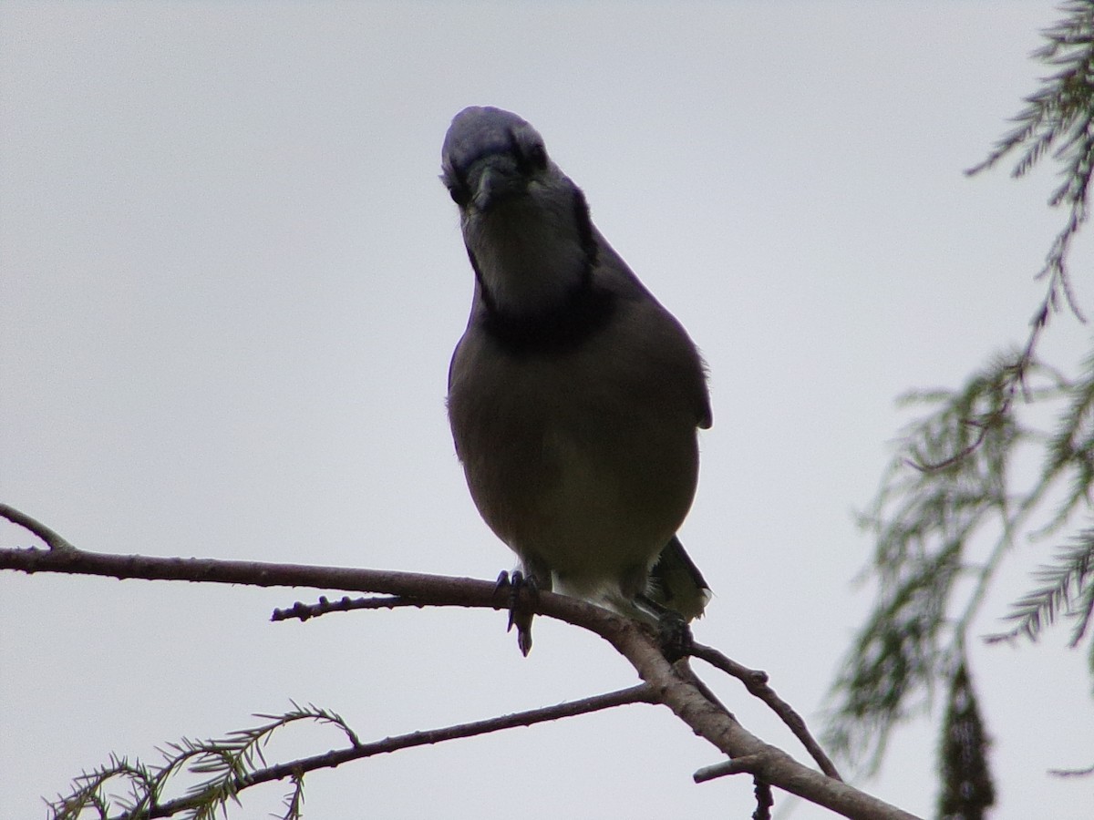 Geai bleu - ML646191979