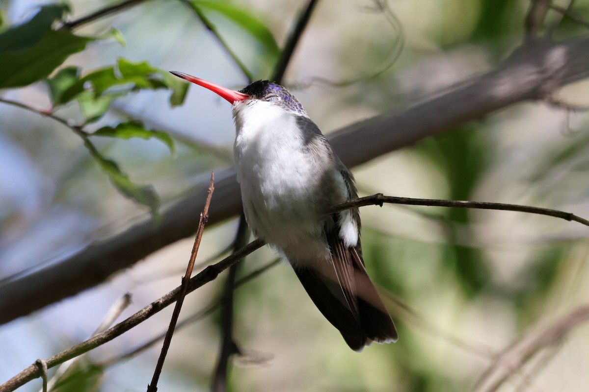 Violet-crowned Hummingbird - ML646191982