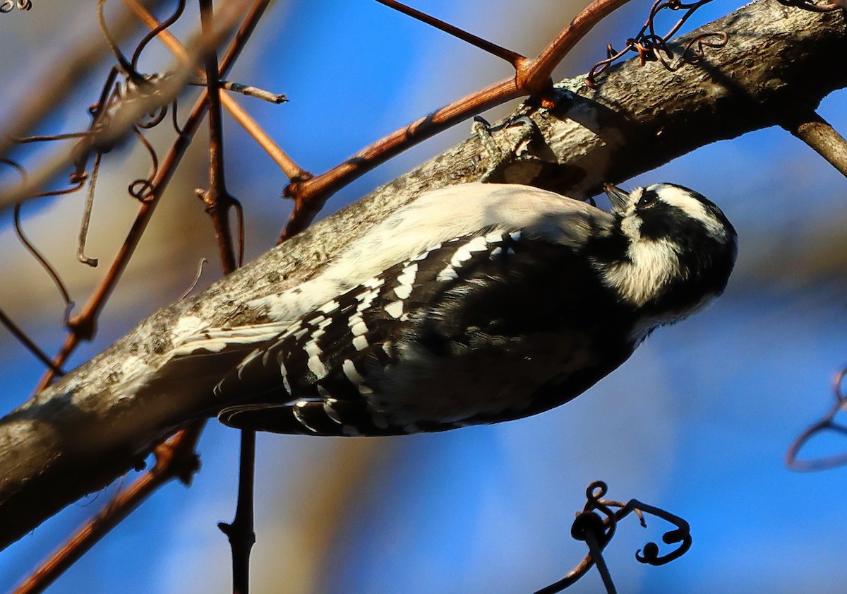 Downy Woodpecker - ML646191984