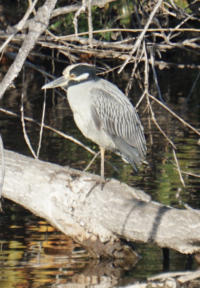 gulkronehegre - ML646191985