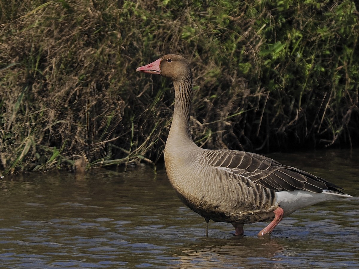 Graylag Goose - ML646191988
