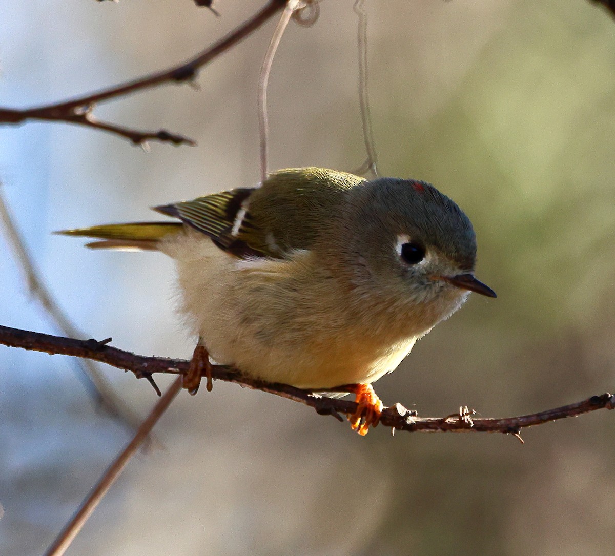 Ruby-crowned Kinglet - ML646191989