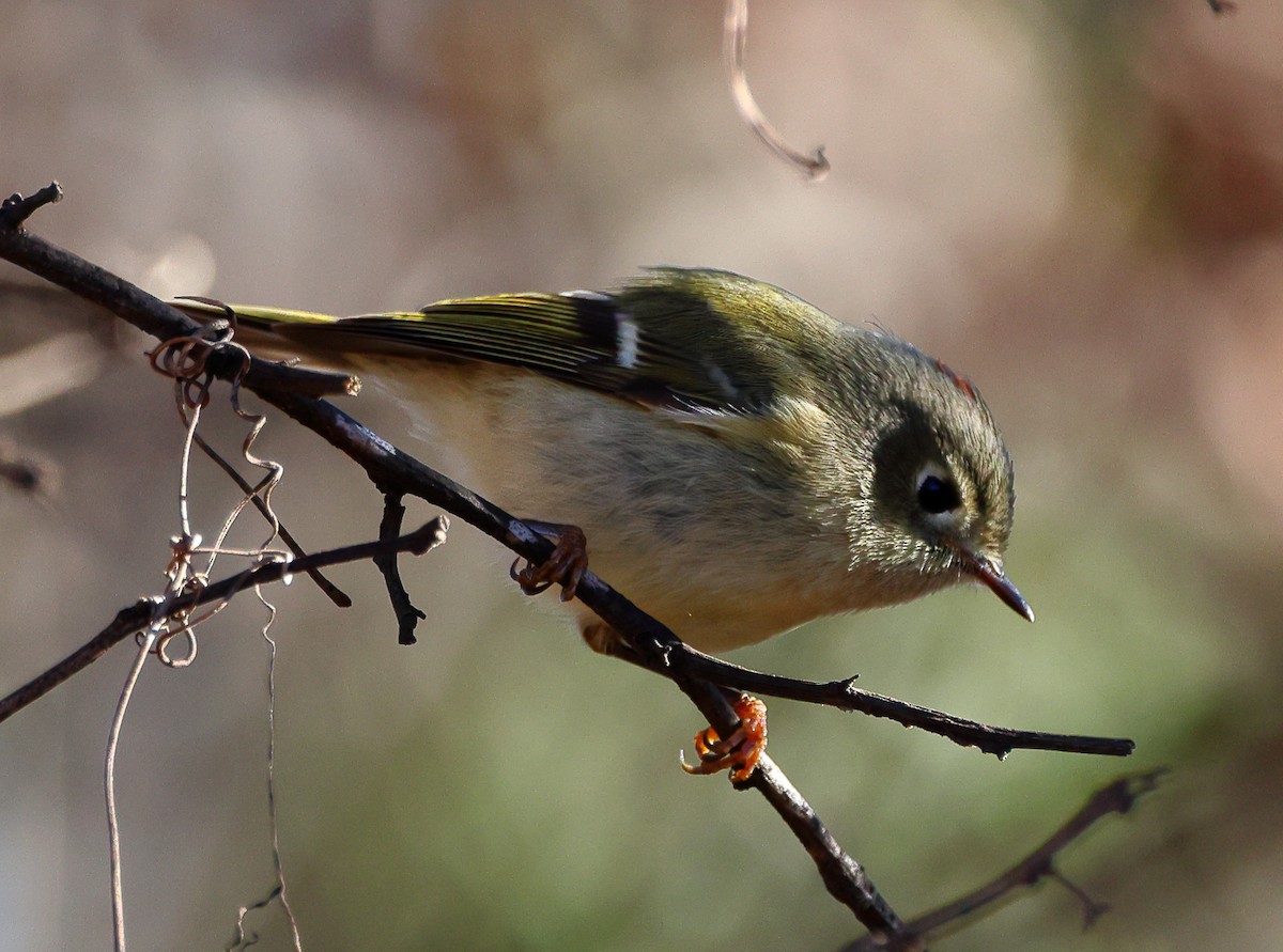 Ruby-crowned Kinglet - ML646191990