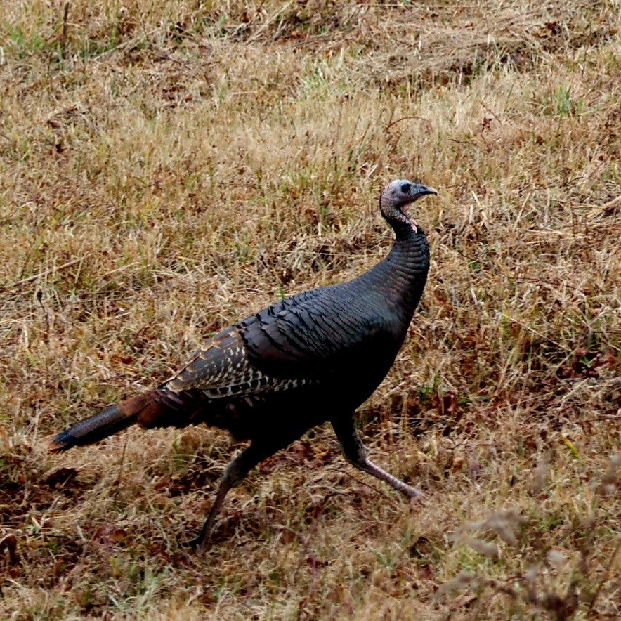 火雞 - ML646191994