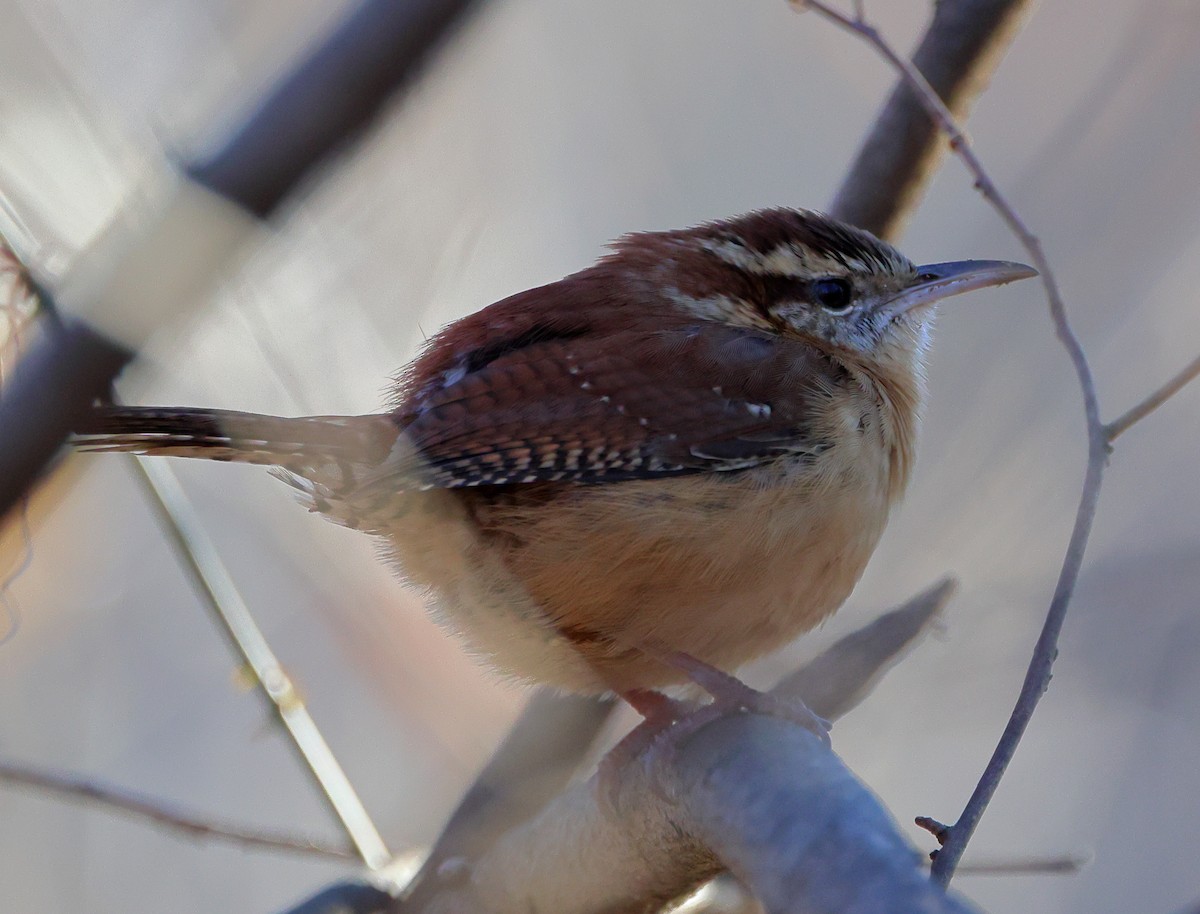 Carolina Wren - ML646191996