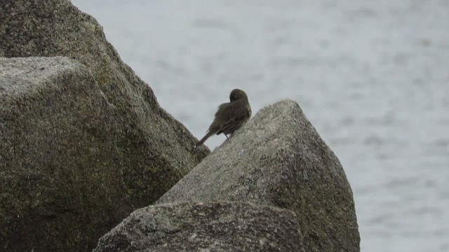 Spioncello marino - ML646191997