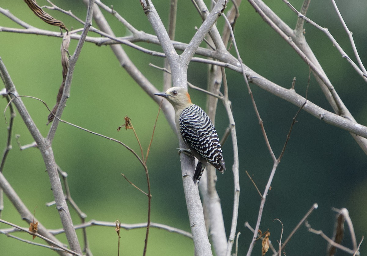 Red-crowned Woodpecker - ML646191998