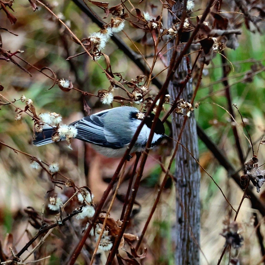 Гаїчка світлокрила - ML646192001