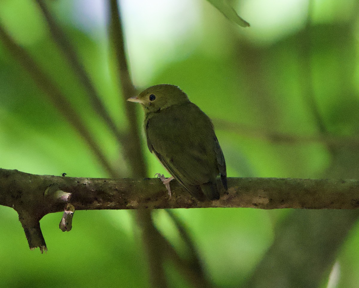 Golden-headed Manakin - ML646192002