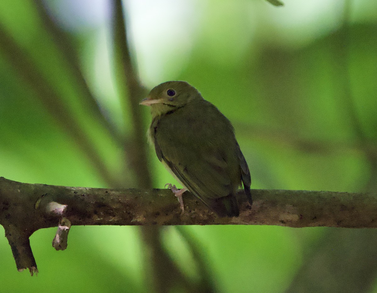 Golden-headed Manakin - ML646192003