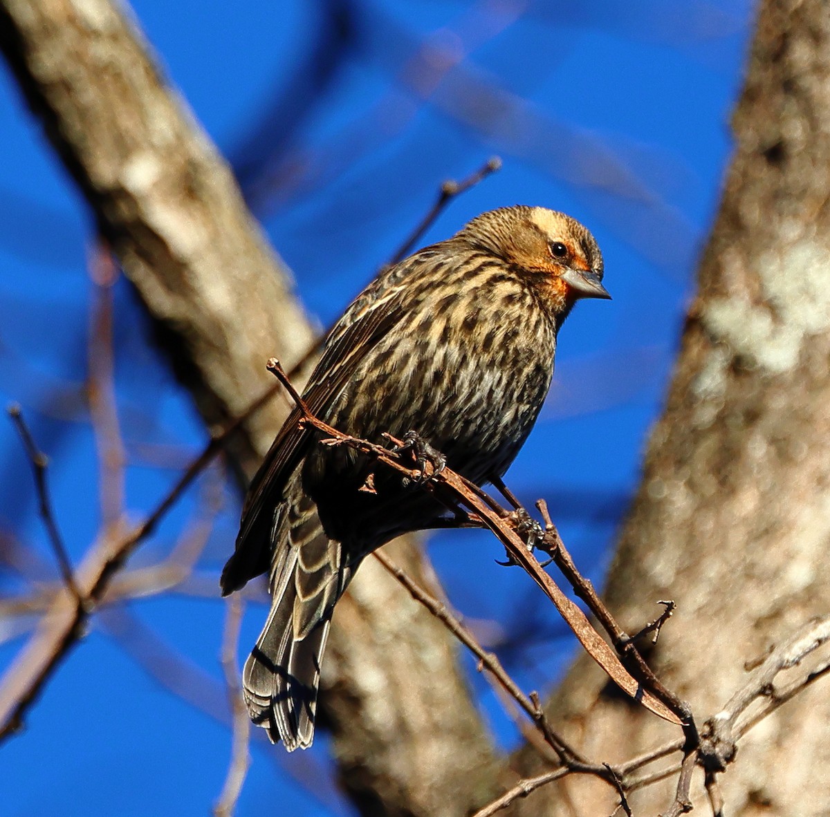 Red-winged Blackbird - ML646192006