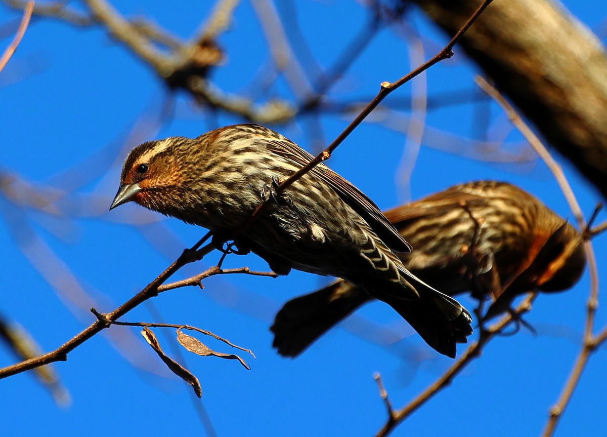 Red-winged Blackbird - ML646192007