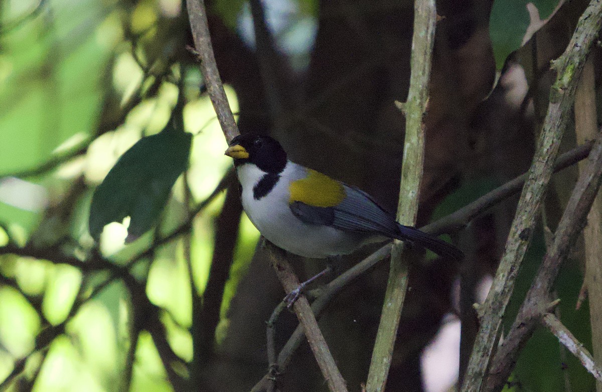 Golden-winged Sparrow - ML646192010
