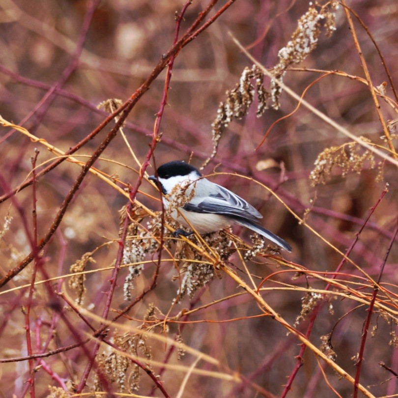Гаїчка світлокрила - ML646192011