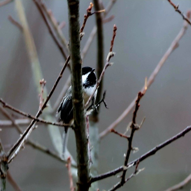 Гаїчка світлокрила - ML646192012