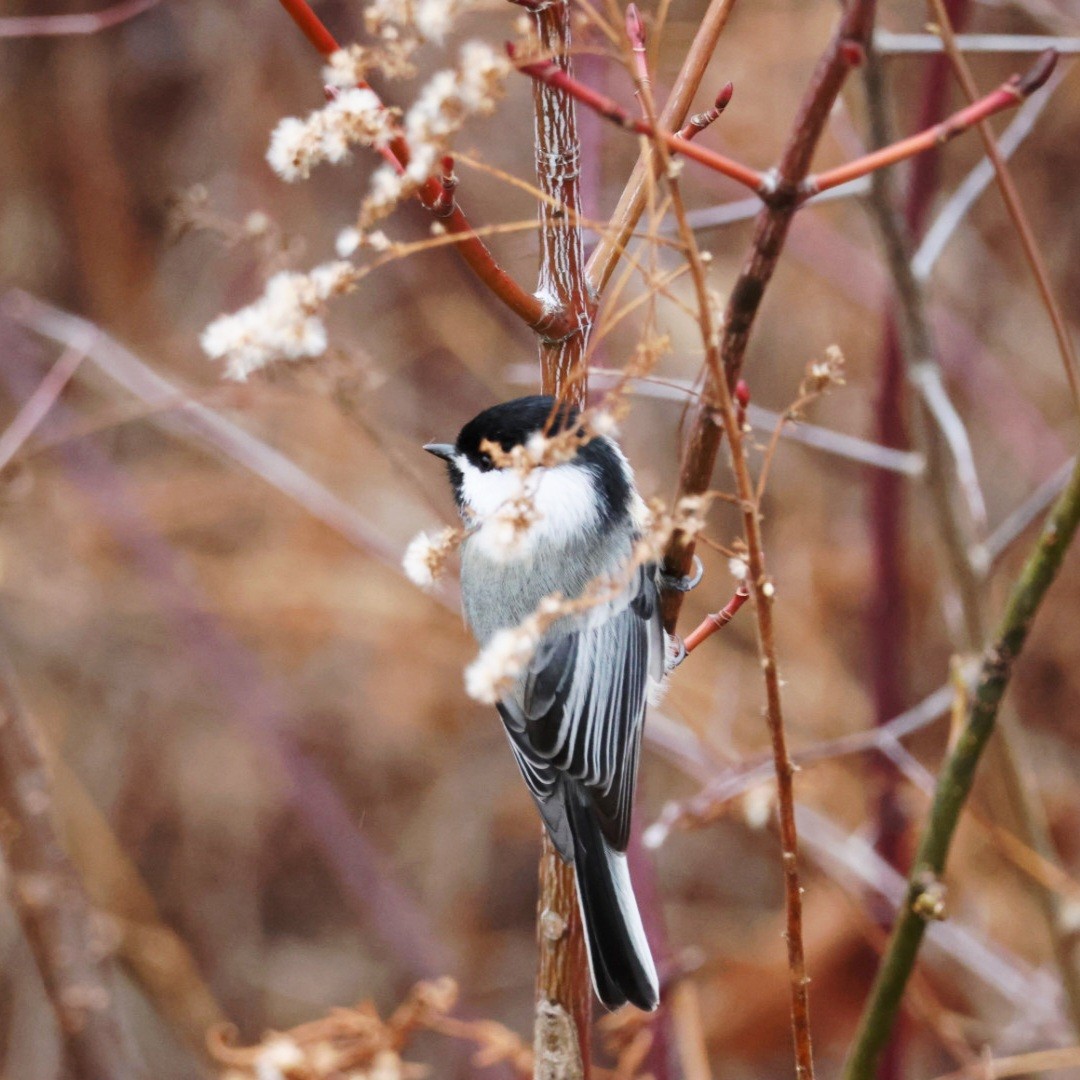 Гаїчка світлокрила - ML646192013