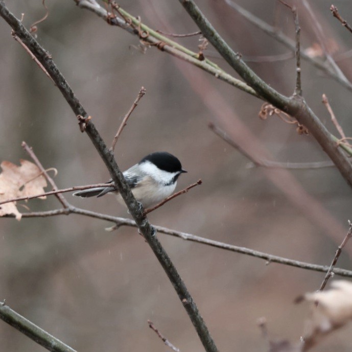Гаїчка світлокрила - ML646192014