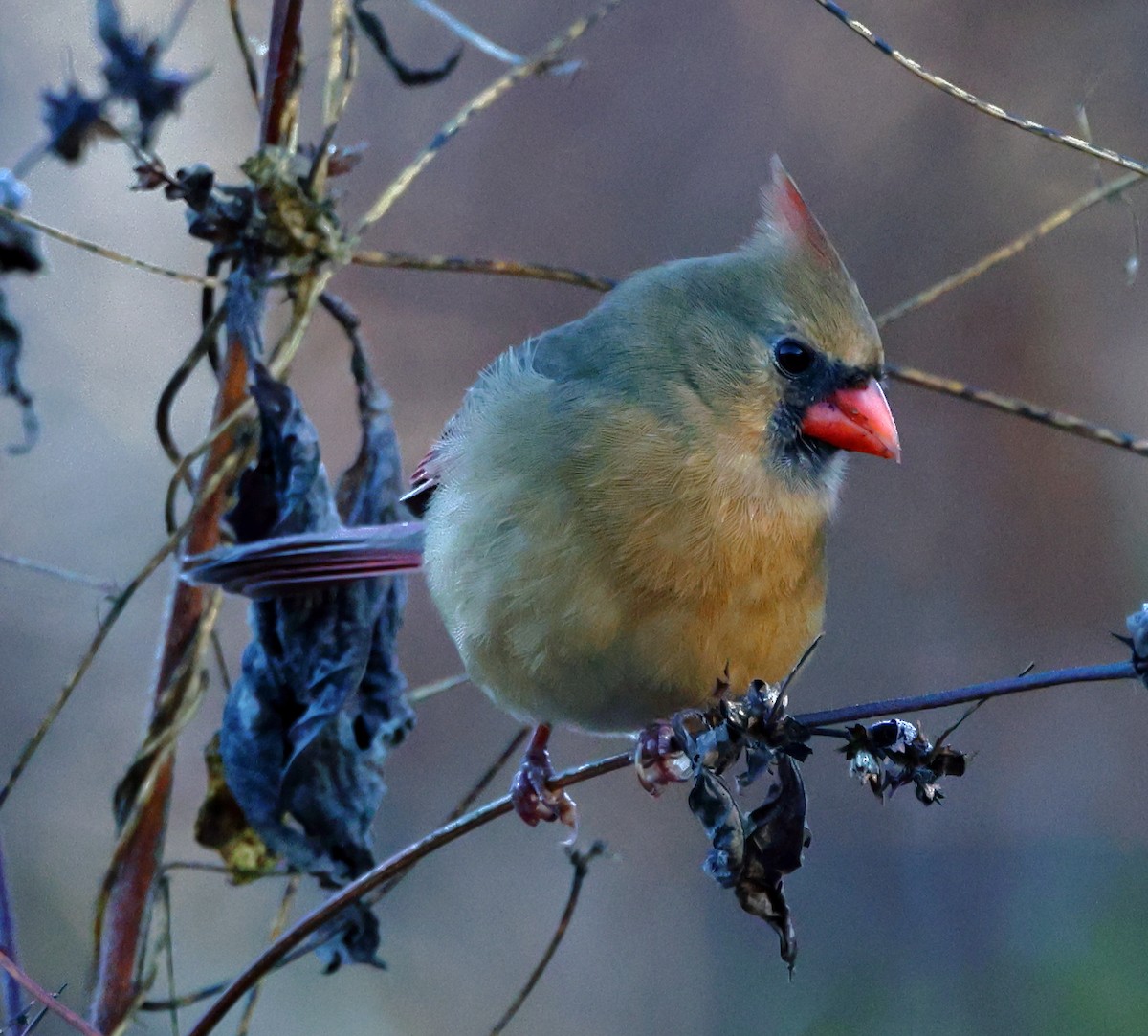 Northern Cardinal - ML646192016