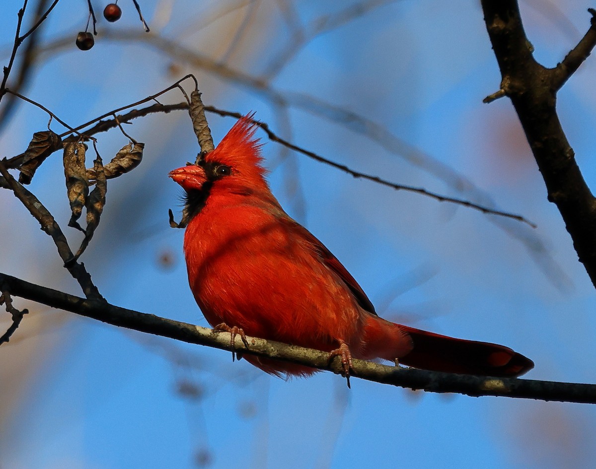 Northern Cardinal - ML646192017