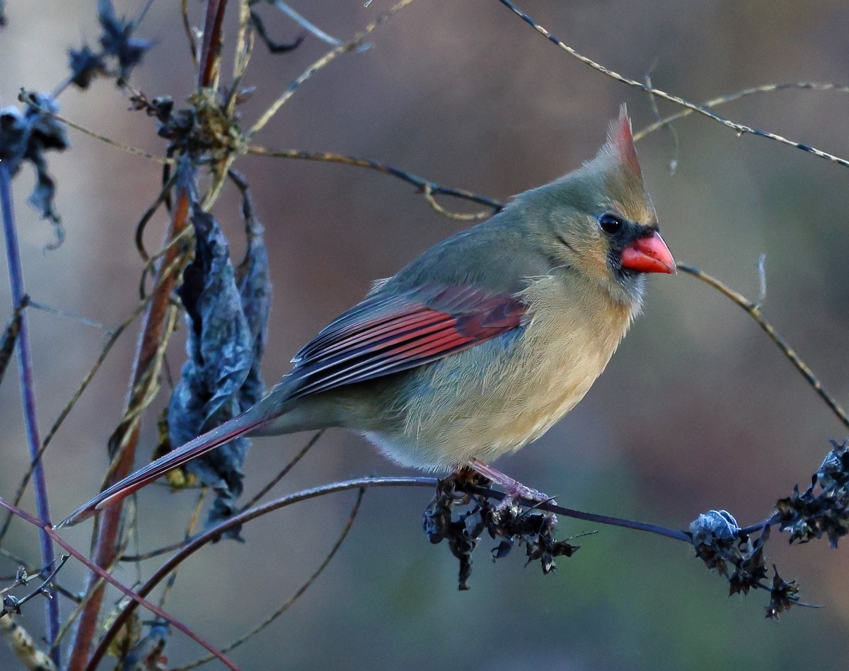Northern Cardinal - ML646192018