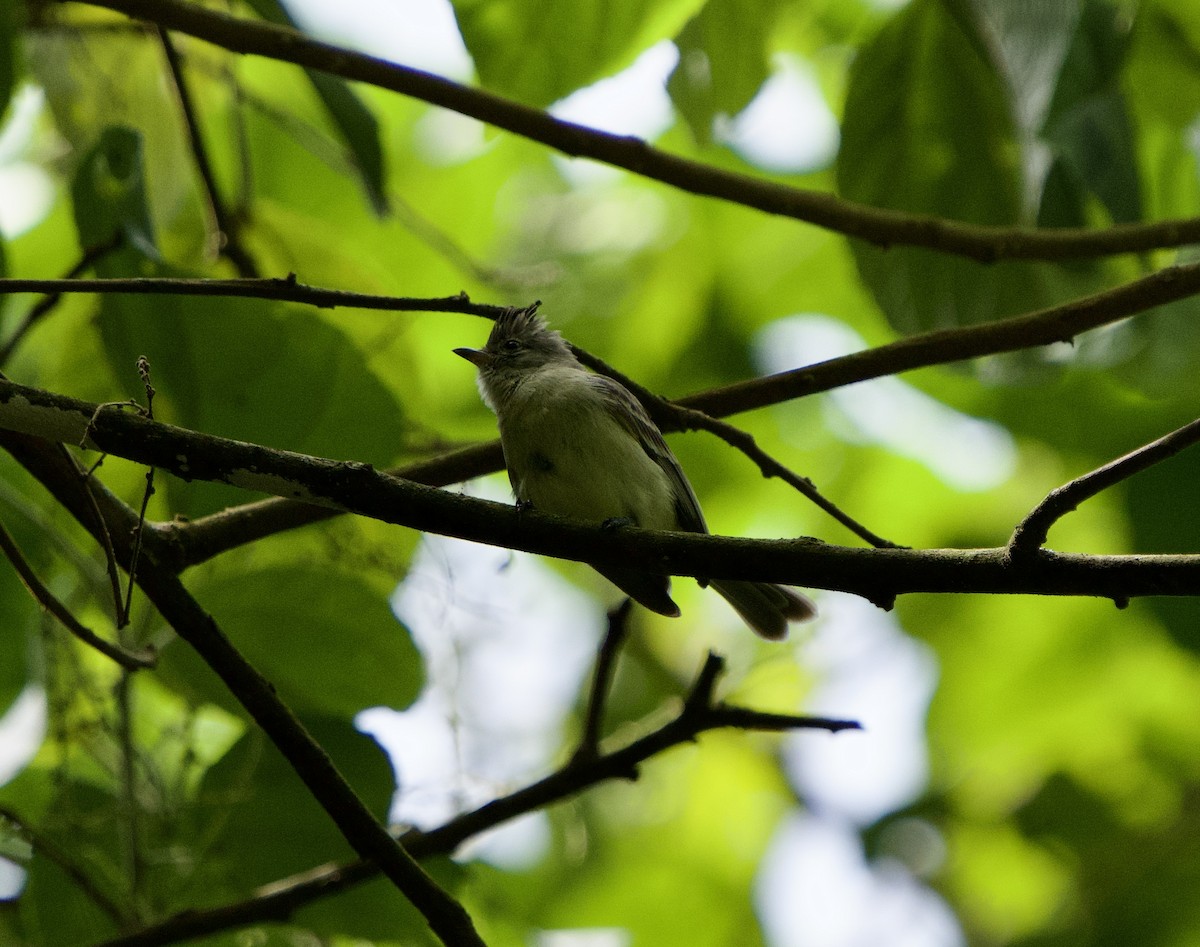 Желтобрюхая эления - ML646192019