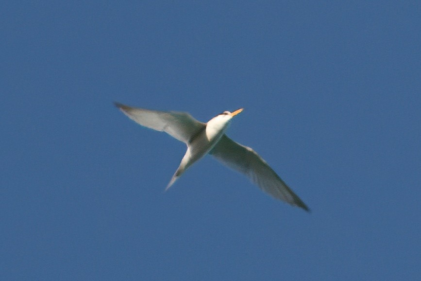 Royal Tern - ML646192022