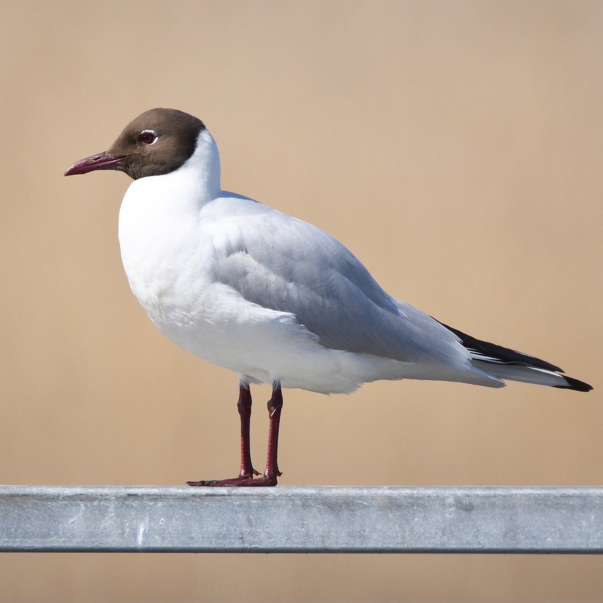 Black-headed Gull - ML646192025