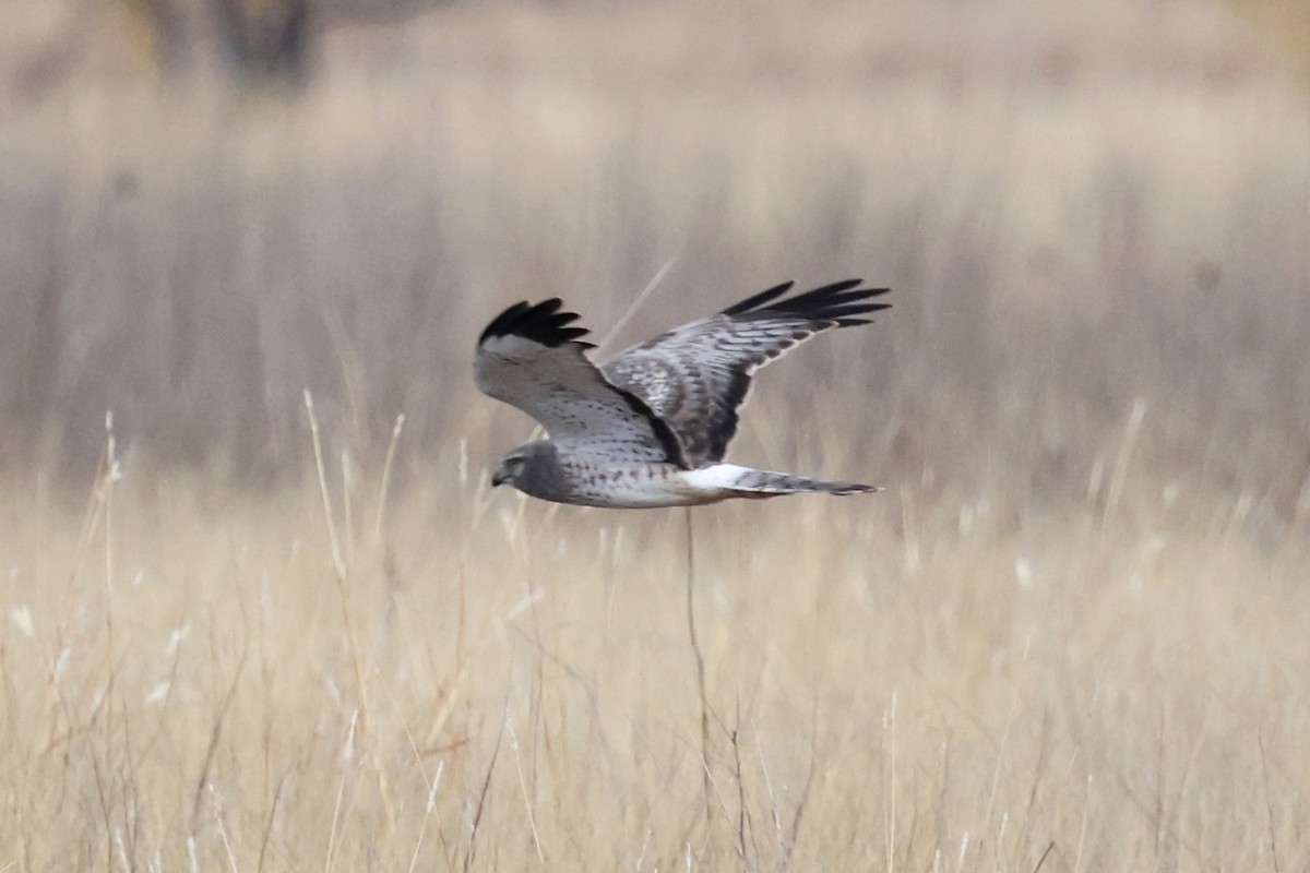 Northern Harrier - ML646192032