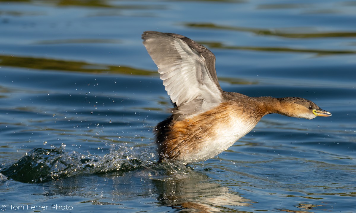 Little Grebe - ML646192040