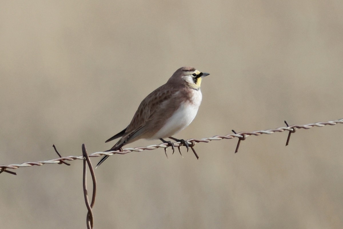 Horned Lark - ML646192043