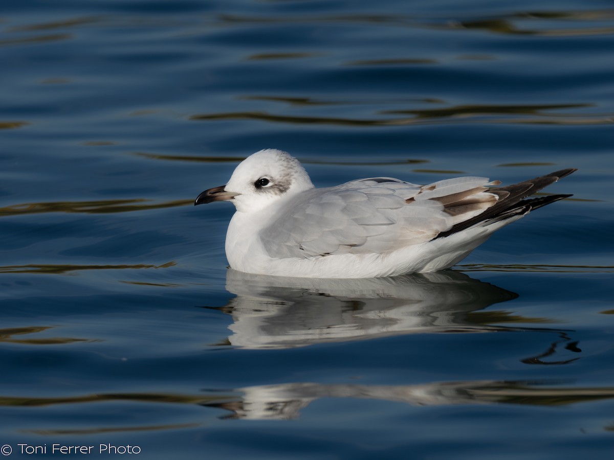 Mediterranean Gull - ML646192054
