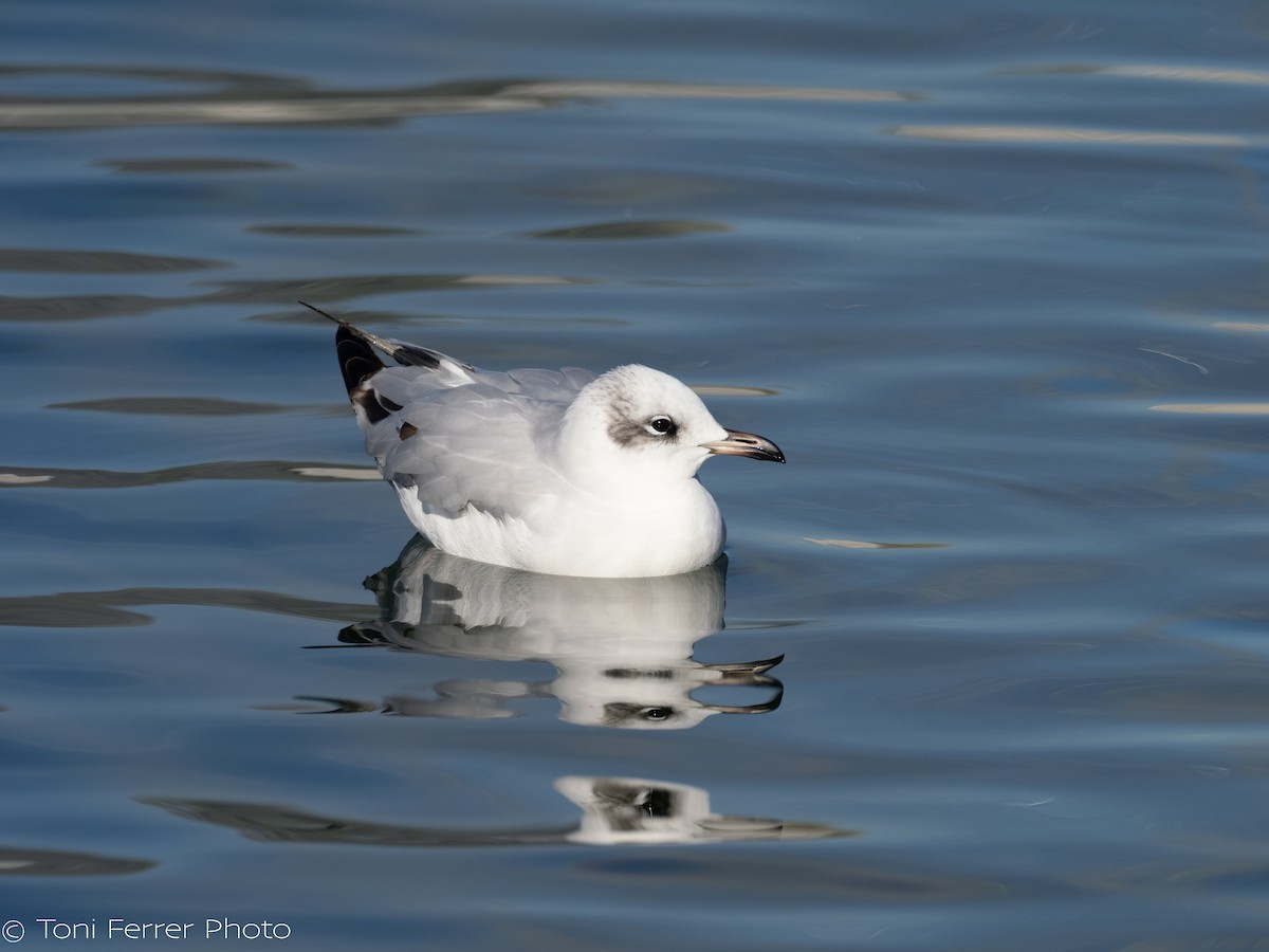 Mediterranean Gull - ML646192055