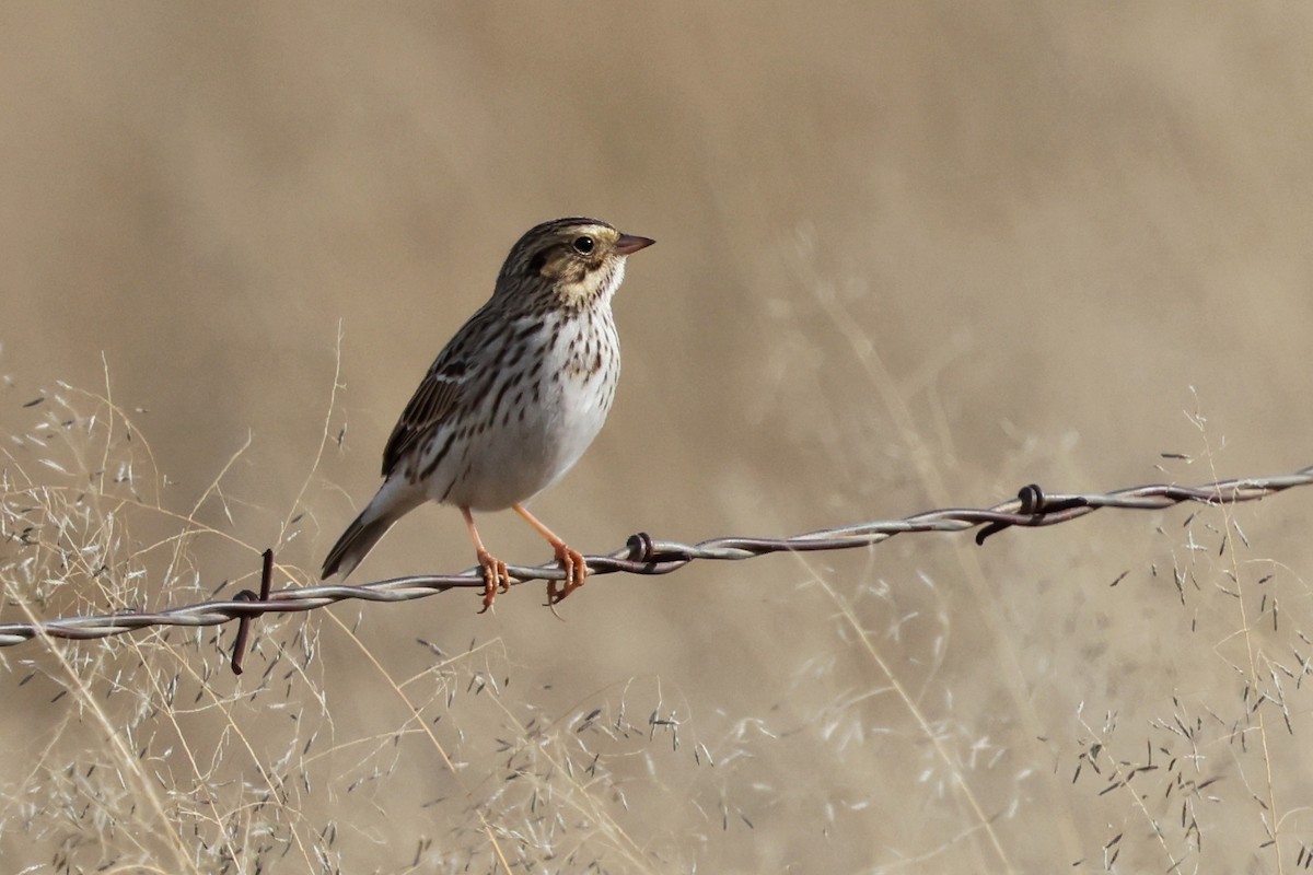 稀樹草鵐 - ML646192057