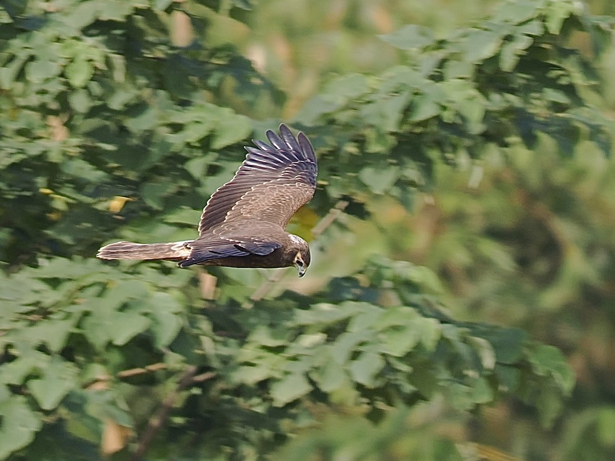 Elsterweihe - ML646192058