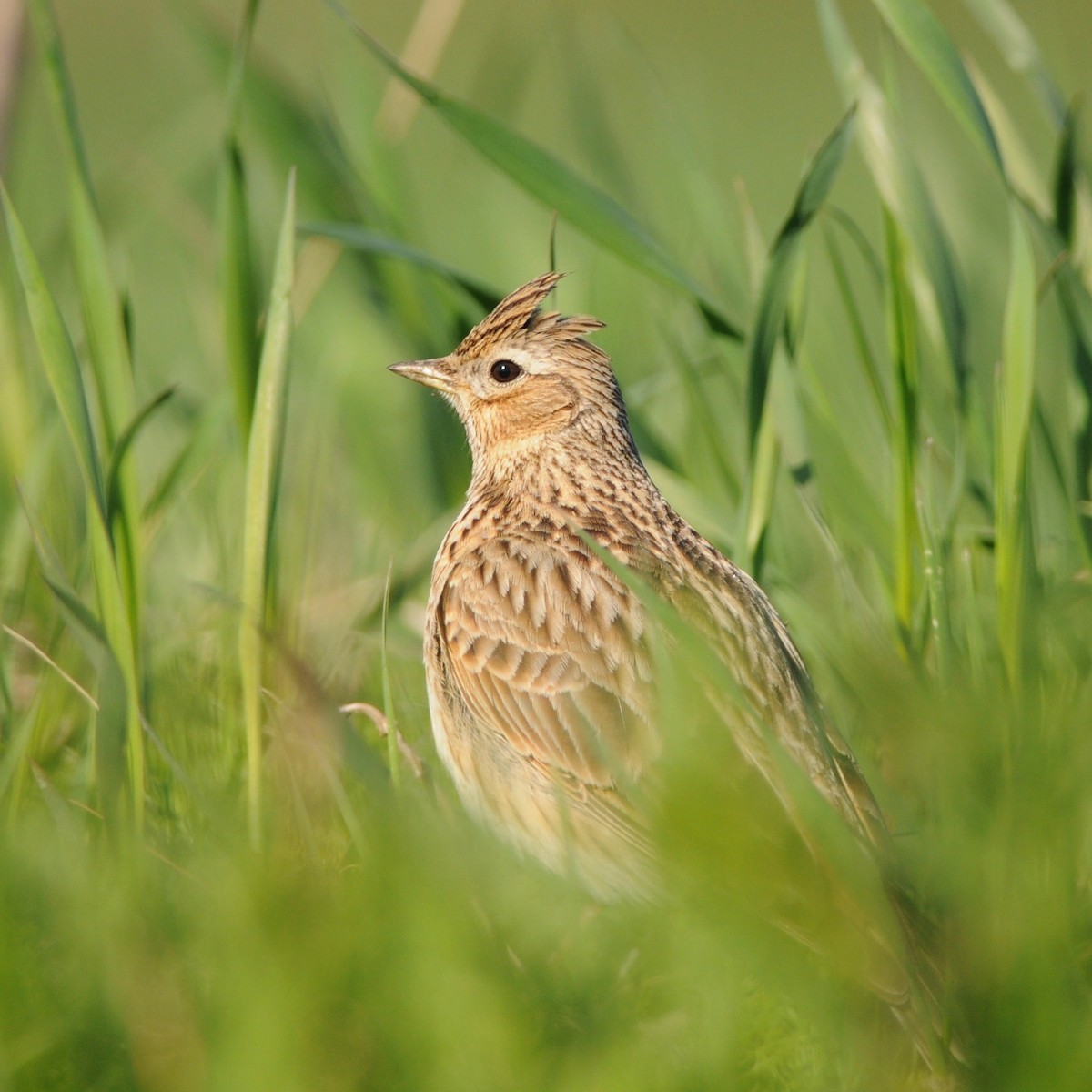 Eurasian Skylark - ML646192059