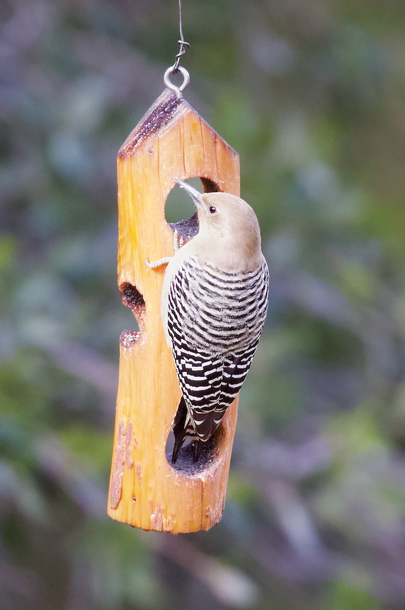 datel gilský - ML646192068