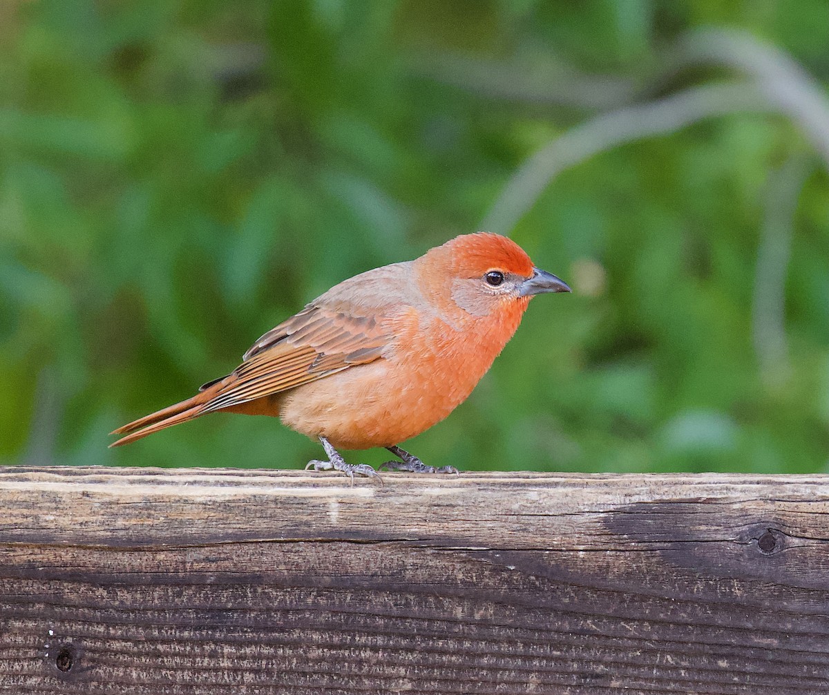 Hepatic Tanager - ML646192070